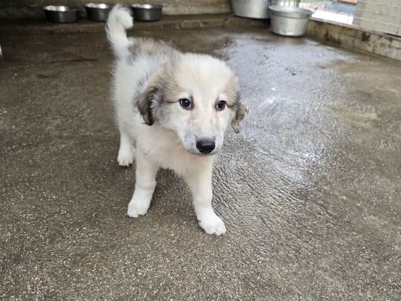 Tancredi: ein Wuschel zum Verlieben