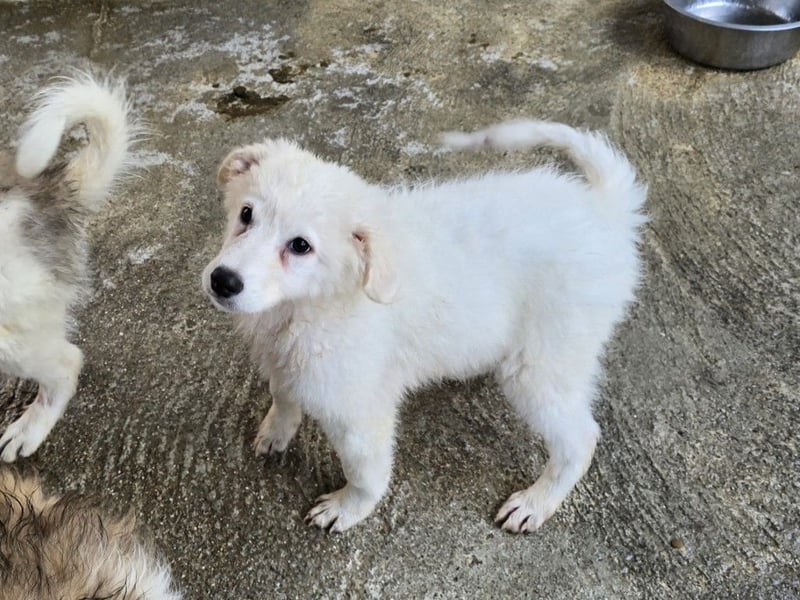 Taco: ein Wuschel zum Verlieben