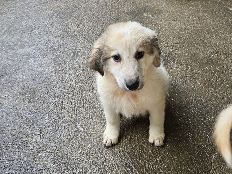 Tancredi: ein Wuschel zum Verlieben