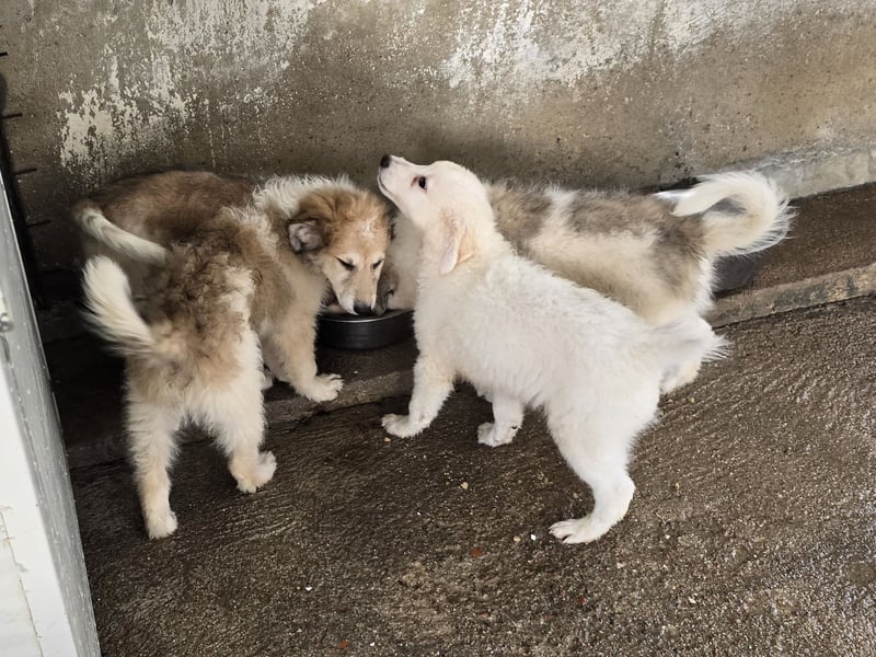 Tao: ein Wuschel zum Verlieben