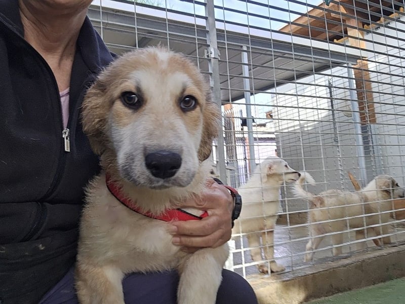 Tao: ein Wuschel zum Verlieben