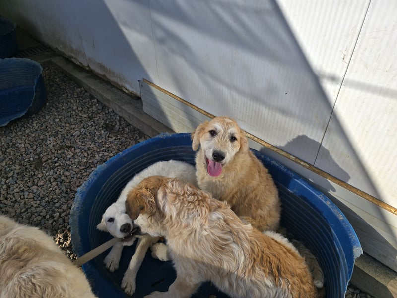 Tito: ein Wuschel zum Verlieben