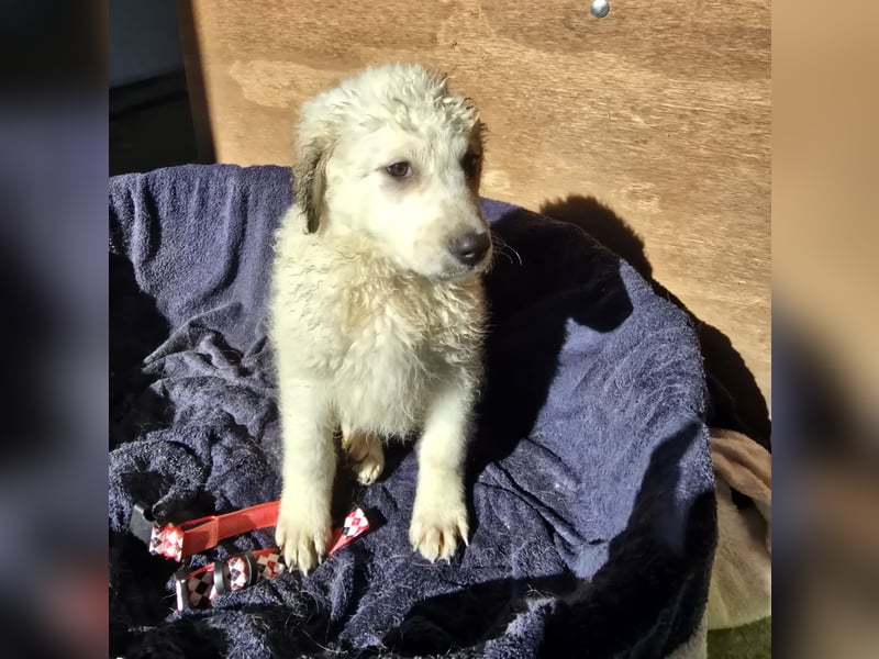 Baxter: wann darf ich über Wiesen laufen?