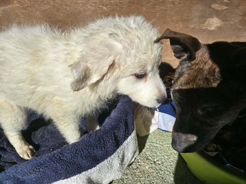 Betty: warum bin ich hier?