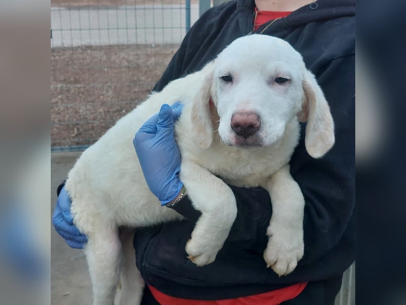 Bibo: so klein und so allein