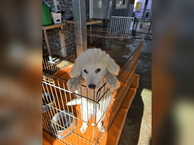 Silvestrino: mit Schwung ins neue Jahr