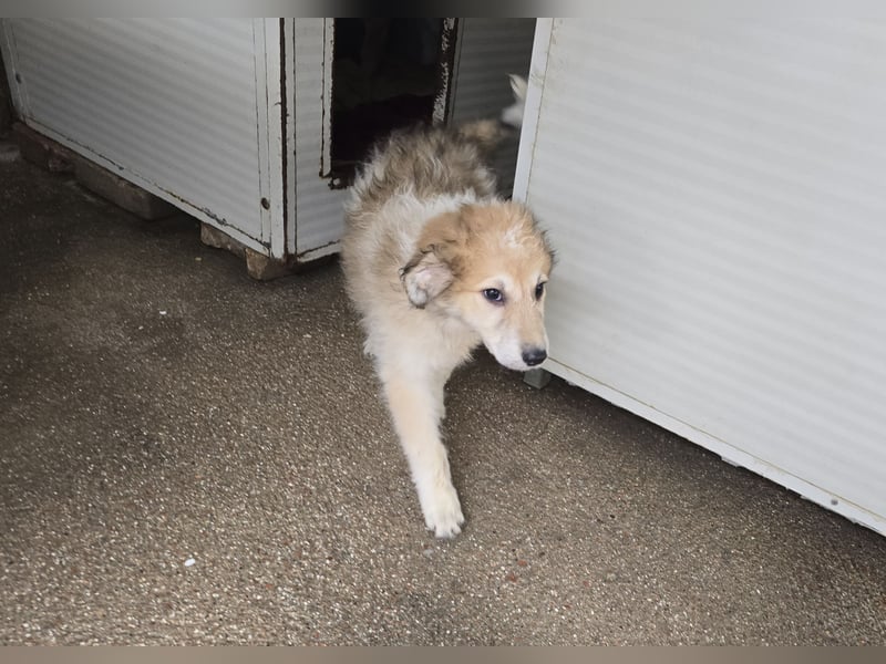 Tito: ein Wuschel zum Verlieben