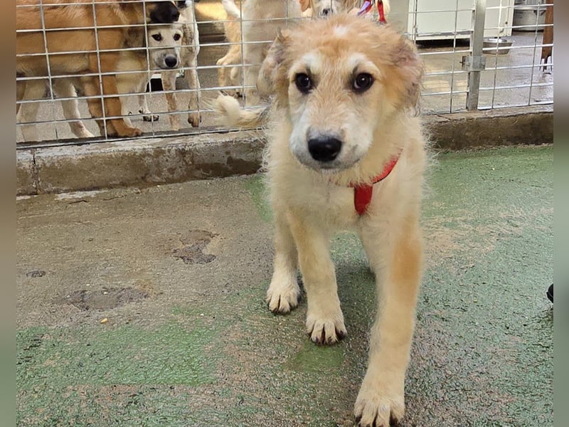 Tito: ein Wuschel zum Verlieben