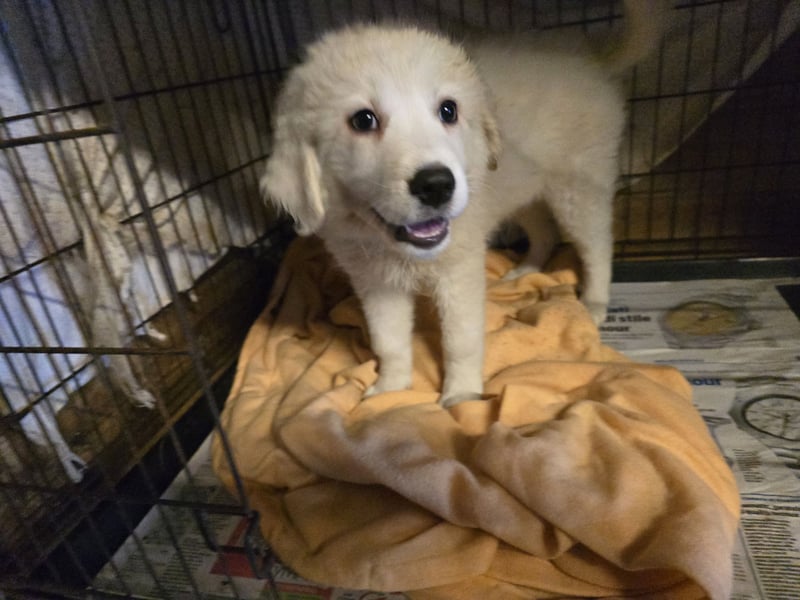 Betty: weiße Zaubermaus