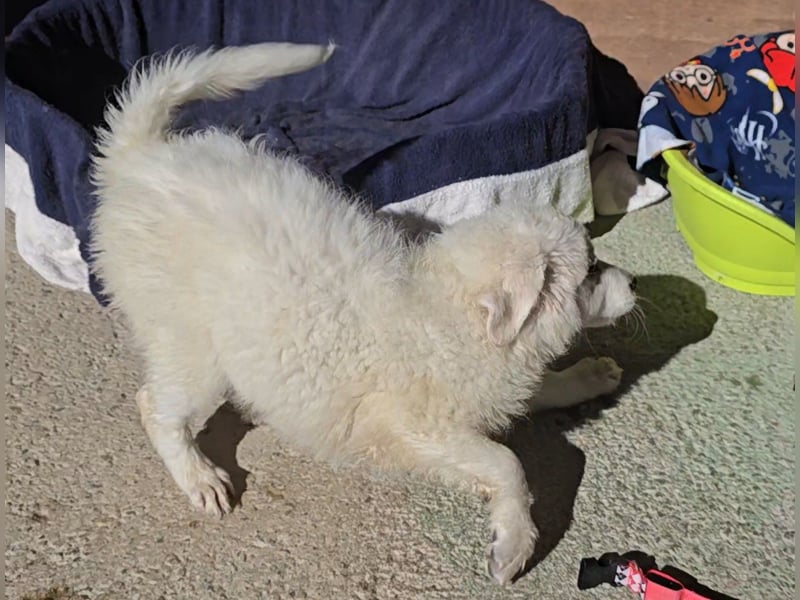 Betty: weiße Zaubermaus