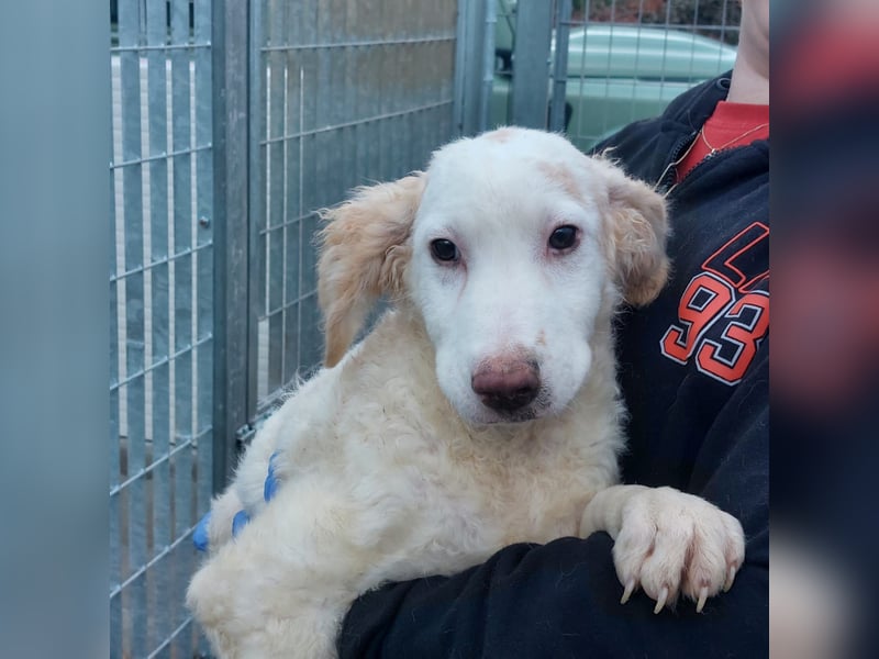 Bubo: so klein und so allein