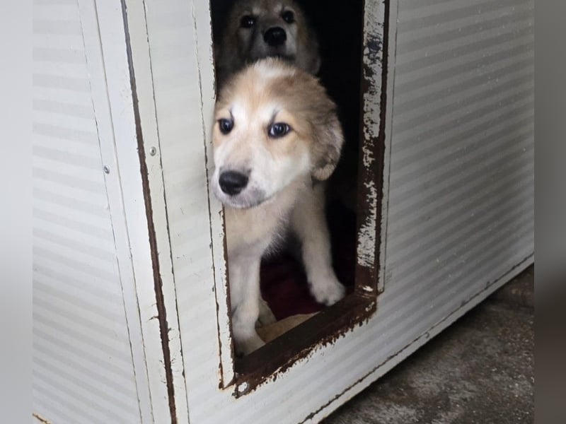 Tao: ein Wuschel zum Verlieben