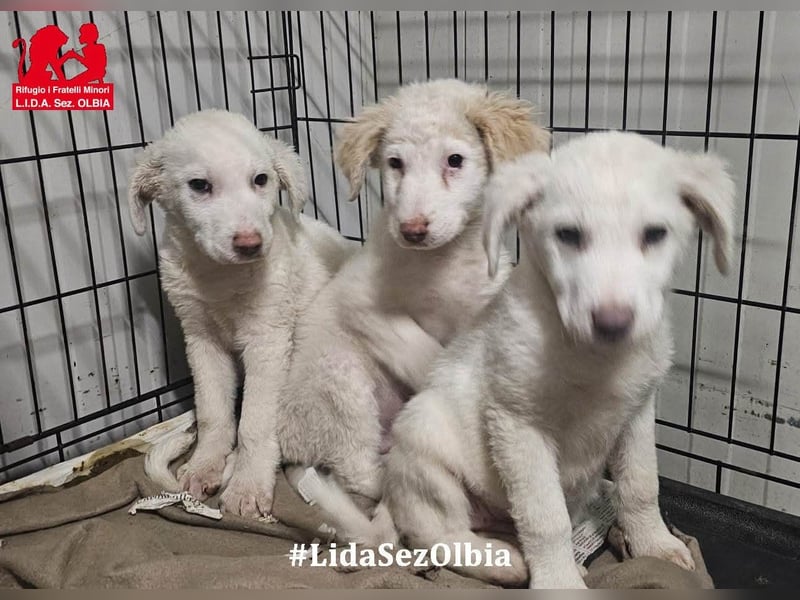 Biba: so klein und so allein