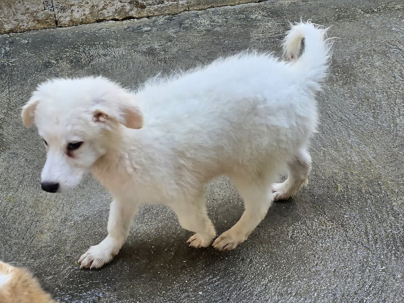 Taco: ein Wuschel zum Verlieben