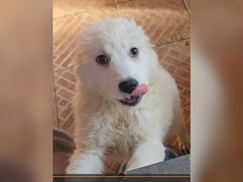 Betty: weiße Zaubermaus