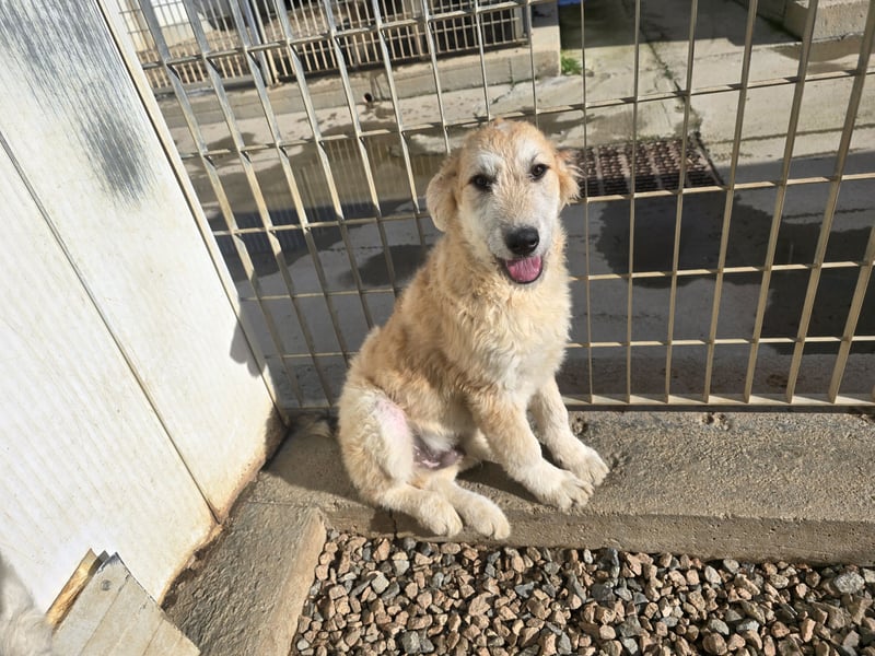 Tito: ein Wuschel zum Verlieben