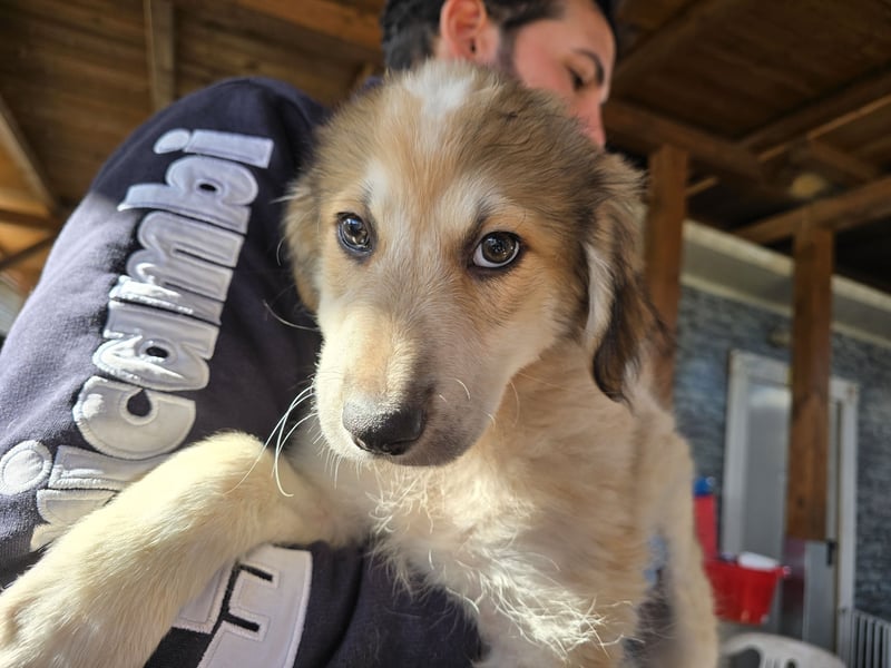 Tao: ein Wuschel zum Verlieben