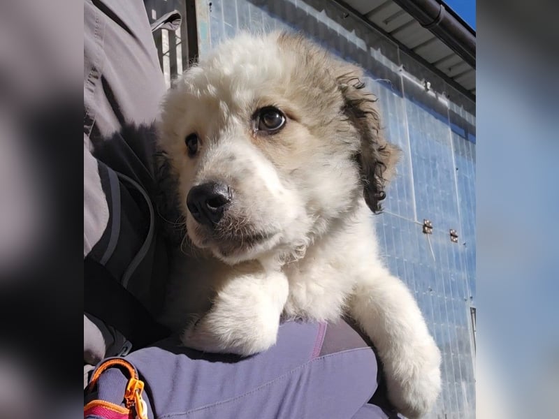 Baxter: sein Wunsch: einmal über Wiesen laufen...