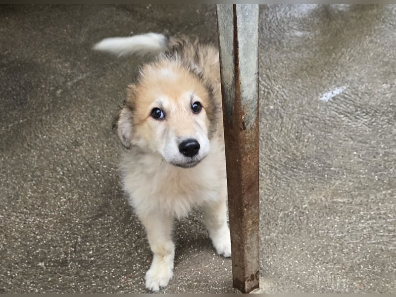 Tao: ein Wuschel zum Verlieben