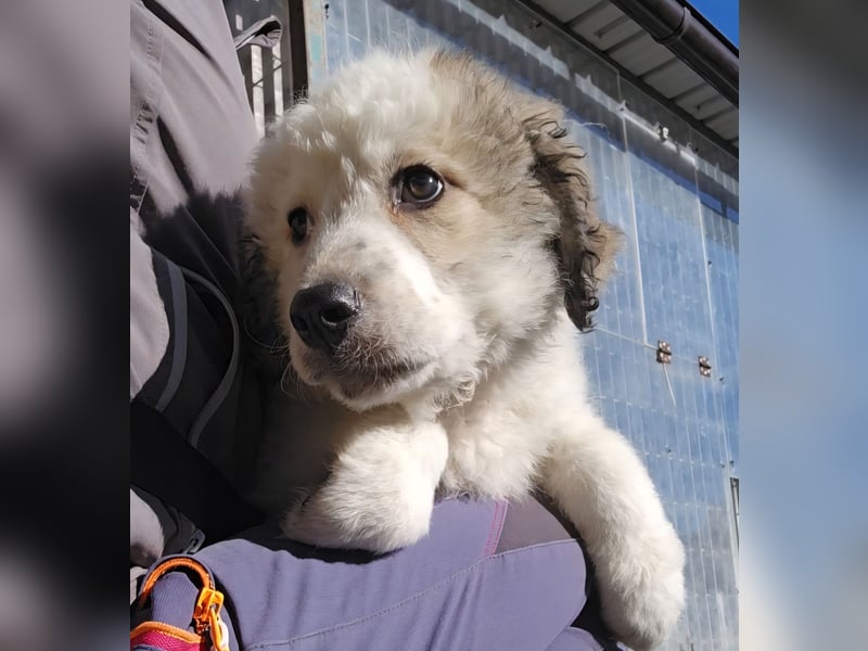 Baxter: wann darf ich über Wiesen laufen?
