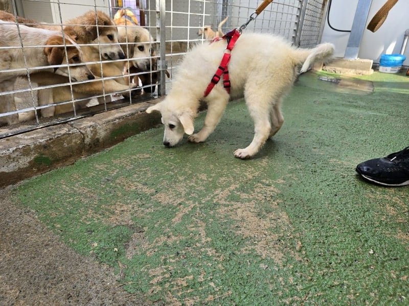 Taco: ein Wuschel zum Verlieben