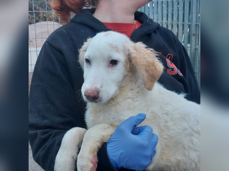 Bubo: so klein und so allein