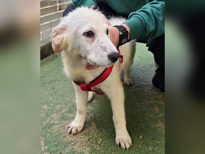 Taco: ein Wuschel zum Verlieben