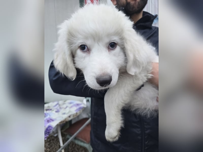 Silvestrino: mit Schwung ins neue Jahr