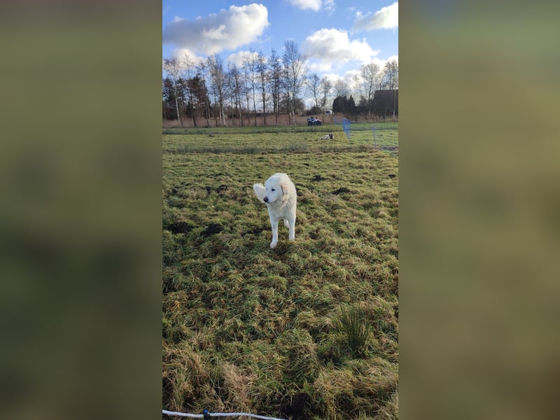 Junghündin Kangal Maremmano Herdenschutzhund