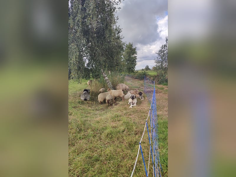 Junghündin Kangal Maremmano Herdenschutzhund