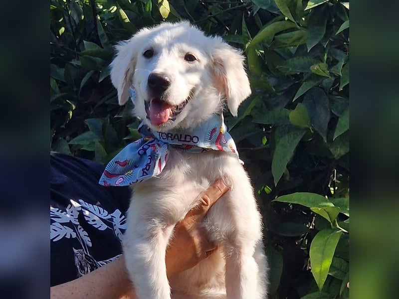 Amelie - eine tolle wunderschöne Hündin