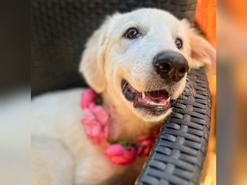 Amelie - eine tolle wunderschöne Hündin