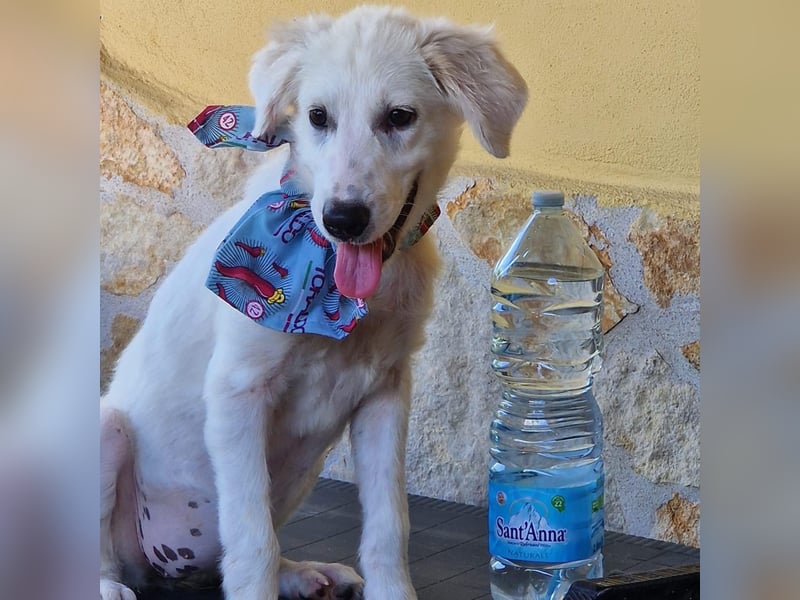 Amelie - eine tolle wunderschöne Hündin