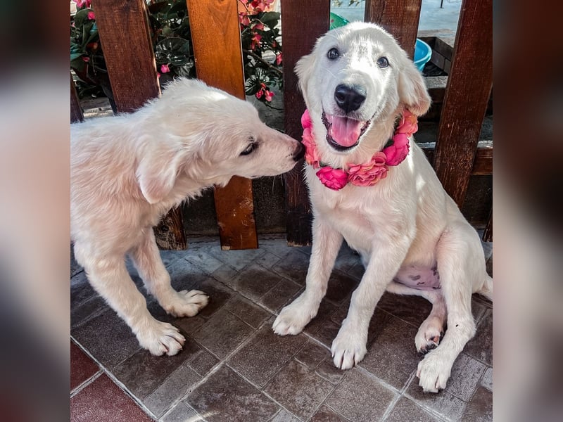 Amelie - eine tolle wunderschöne Hündin