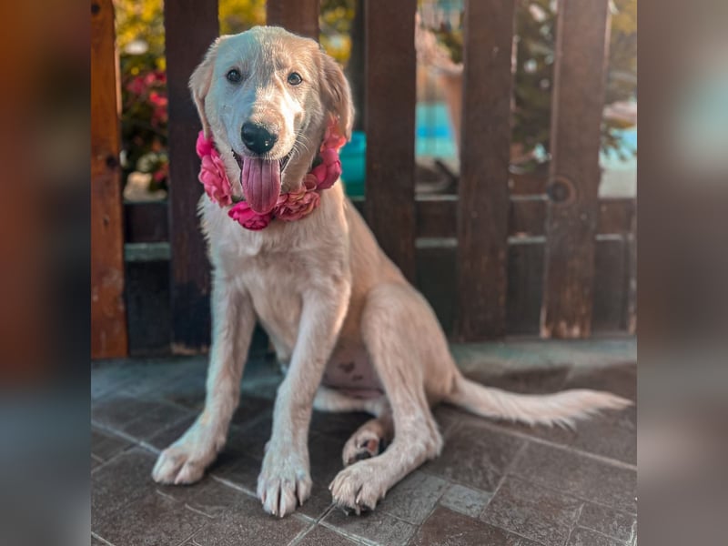 Amelie - eine tolle wunderschöne Hündin
