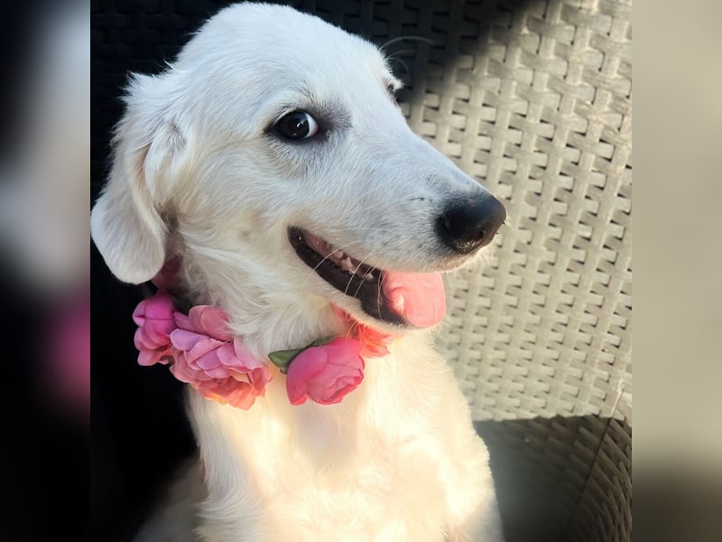 Amelie - eine tolle wunderschöne Hündin