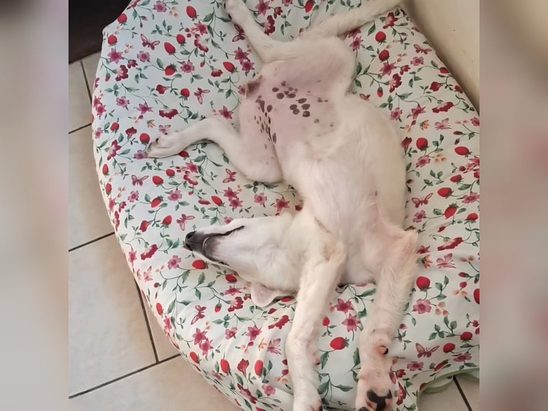 Amelie - eine tolle wunderschöne Hündin