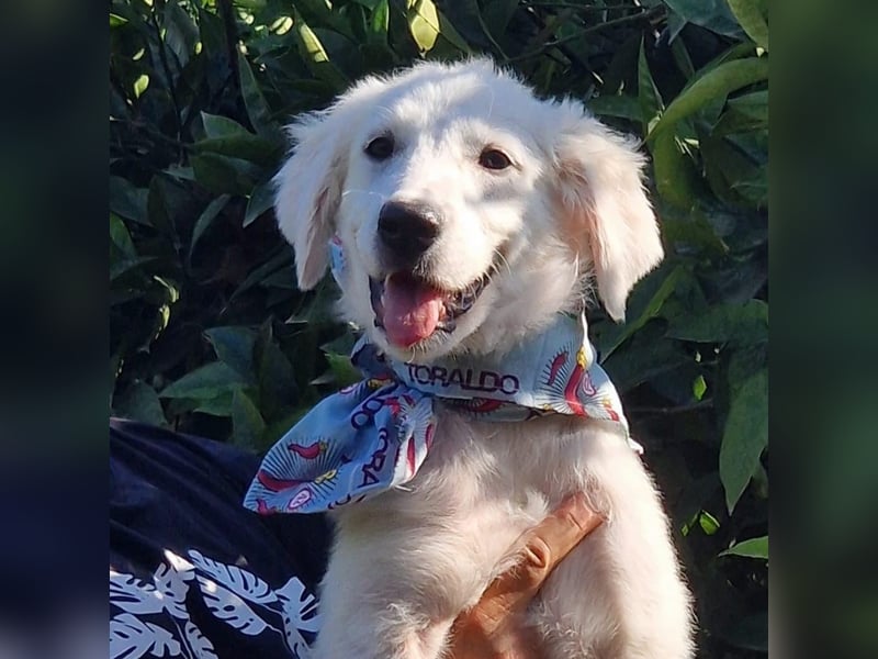 Amelie - eine tolle wunderschöne Hündin