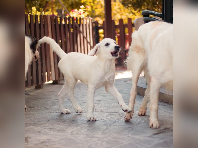 Amelie - eine tolle wunderschöne Hündin