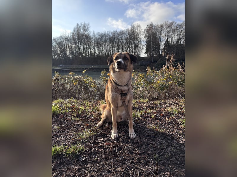 Schäferhund Terrier Mix