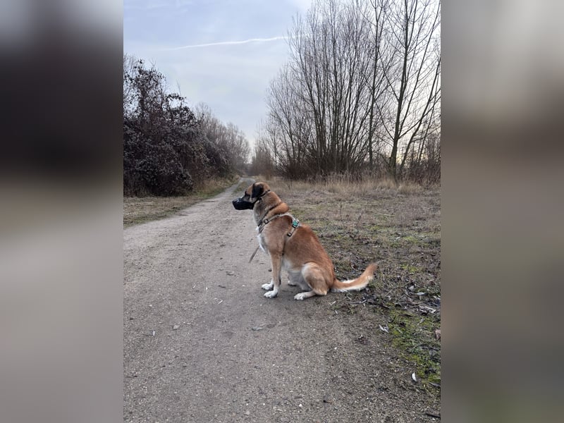 Schäferhund Terrier Mix