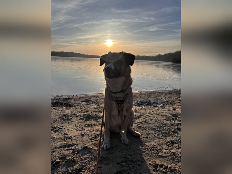 Schäferhund Terrier Mix