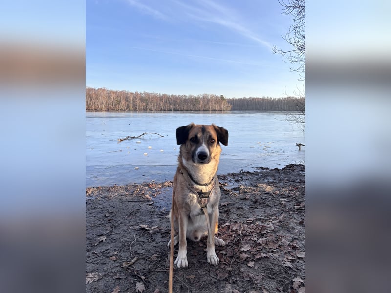 Schäferhund Terrier Mix