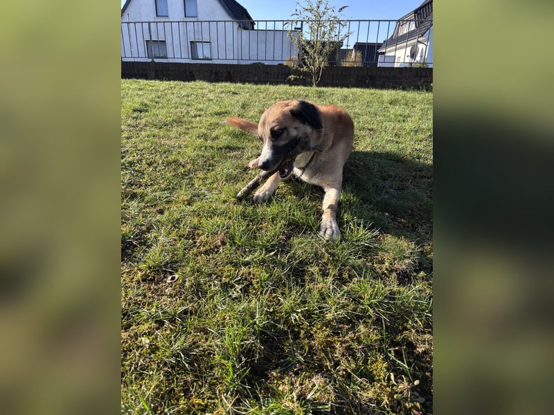 Schäferhund Terrier Mix
