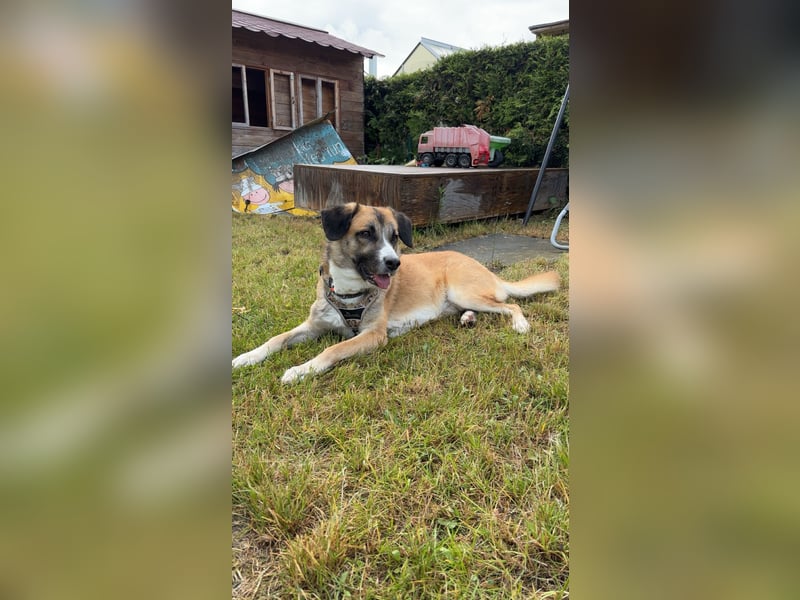 Schäferhund Terrier Mix