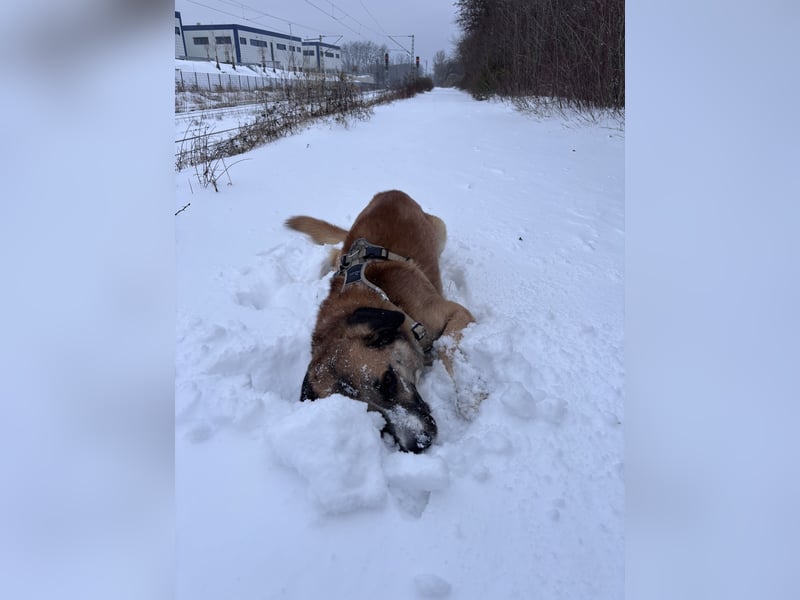 Schäferhund Terrier Mix