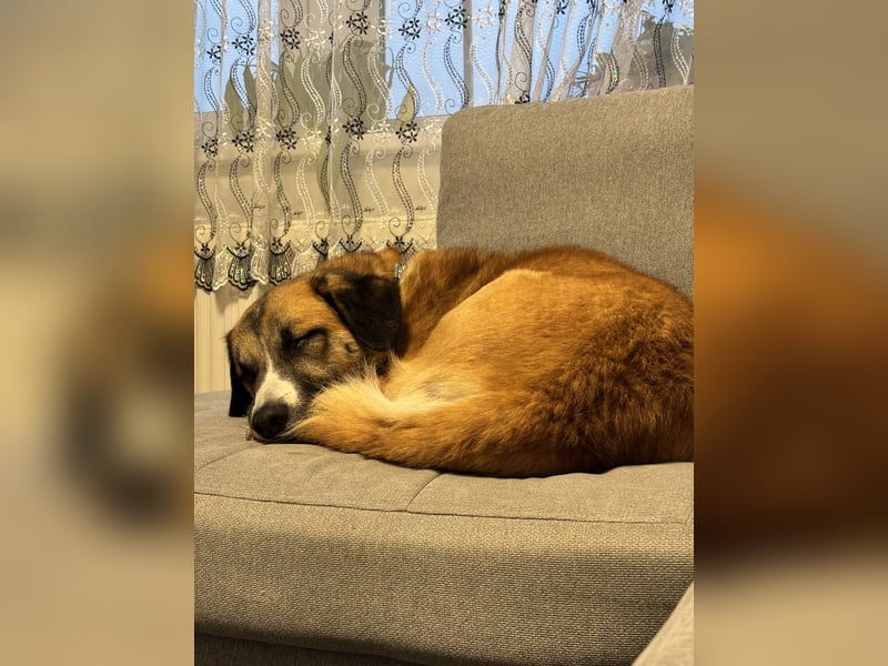 Schäferhund Terrier Mix