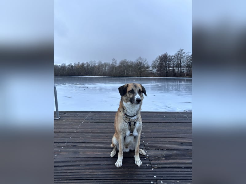 Schäferhund Terrier Mix