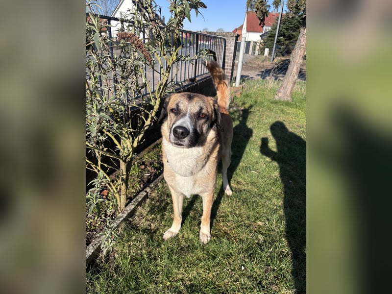 Schäferhund Terrier Mix