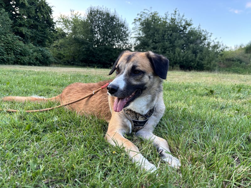 Schäferhund Terrier Mix